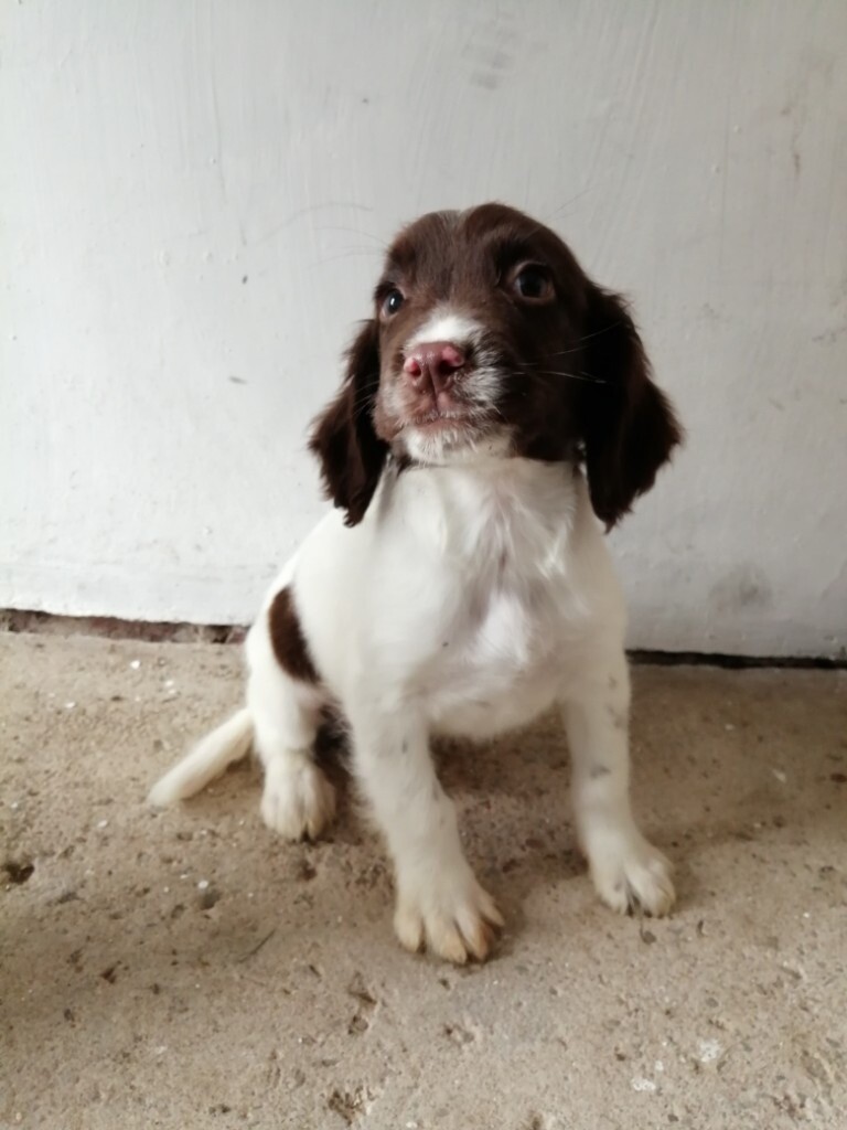 springer spaniel puppies